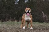 AMSTAFF ADULT 367